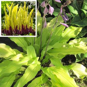 Хоста Hosta ‘Lipstick Blond’